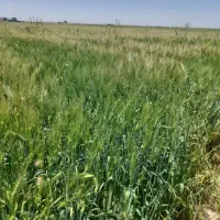زمین کشاورزی مرغوب و استثنایی(۳۴۰۰۰متر مربع)