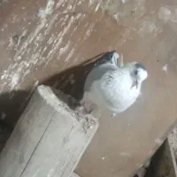 کبوتر