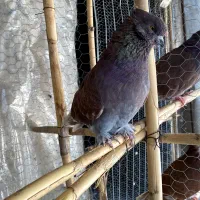 9عدد کبوتر سرخ کاکلی سرکله دار اخمو