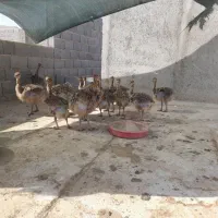 شترمرغ  جوجه شترمرغ