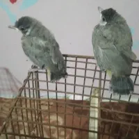 جفت قناری فروشی