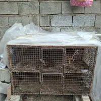 قفس مرغ درحد نو