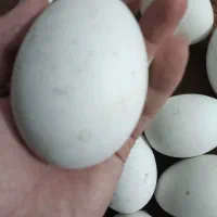 تخم غاز و قوغاز