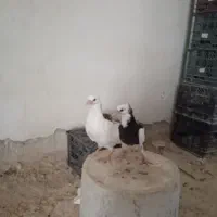 کفتر