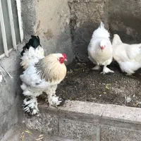 مرغ و خروس