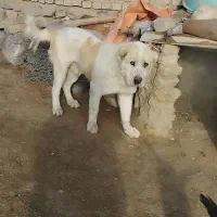 سگ الابای|سگ|مشهد, خواجه ربیع|دیوار