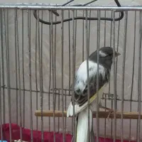 قناری نر