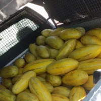 خربزه مشهدی  و گوسفندی