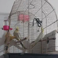 ۲ عدد عروس هلندی سخنگو