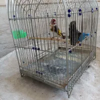 سهره کشیده
