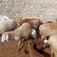 میش|حیوانات مزرعه|اسفراین, |دیوار