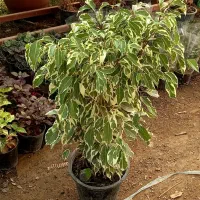 بنجامین ابلق کاکتوس