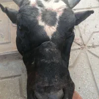 پاچه و قلم