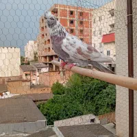 2عددکبوتر کشیدنی جنازه پرشی طلا زیر قیمت فروش فوری