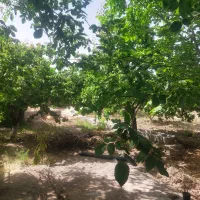 1000متر-باغچه-فاروق-روستای-اب-انار
