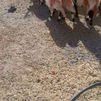 بره‌شیر