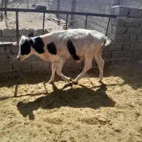 گاو گوساله