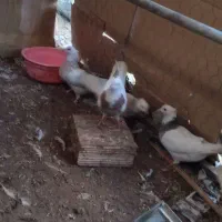 کبوتر|پرنده|اشکذر, |دیوار