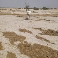 الاغ