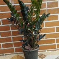 زامفولیا بلک