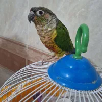 طوطی گرینچیک