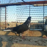 کبوتر قاره باخت رفته