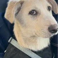 واگذاری سگ میکس بومی و‌نژاد دار به شخص  متعهد