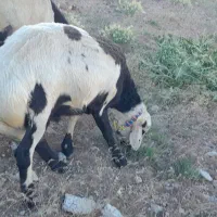 گوسفند