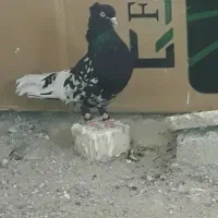 کبوتر