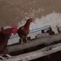 فروش مرغ و خروس تخم گذار