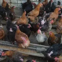 مرغ تخم گزار