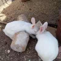 بچه خرگوش سفید