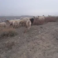 بره ماده کاور داشتی