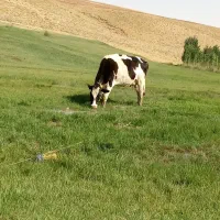 گاو
