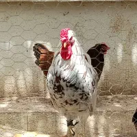 خروس|حیوانات مزرعه|همدان, |دیوار