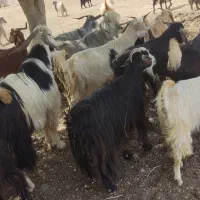 تعداد 60راس گوسفند