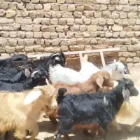 بزغاله نر وماده