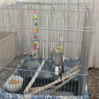 یک عدد عروس هلندی نر
