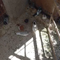 کبوتر ماده