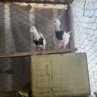 قناری