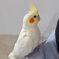 عروس هلندی گمشده