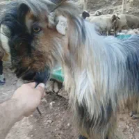 فروش بز نر