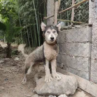 واگذاری رایگان توله هاسکیاصل۴ماهه