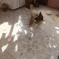 مرغ و خروس