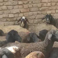 میش
