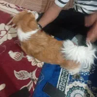توافقی
