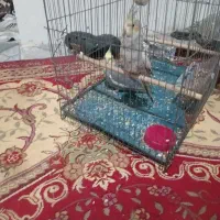 عروس هلندی