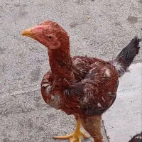جوجه لاری از بهترین نژاد