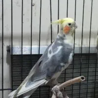 عروس هلندی نر فلاح