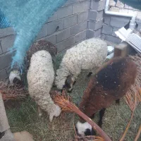 بره نر